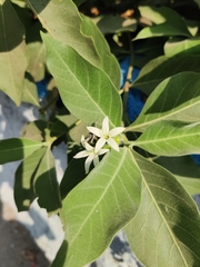 Morinda