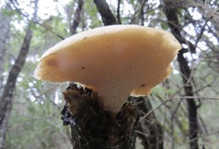 Polyporus decurrens