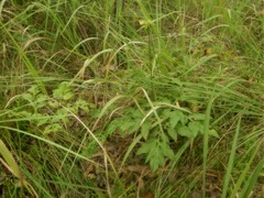 Tacca leontopetaloides