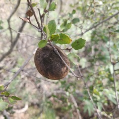 Andricus quercuscalifornicus