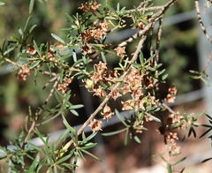 Kunzea leptospermoides