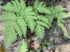 Tectaria devexa