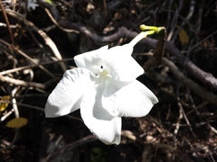 Pachypodium decaryi image