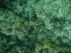 Malacoctenus triangulatus