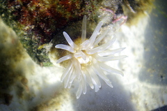 Aulactinia stella