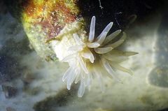 Aulactinia stella
