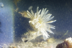 Aulactinia stella