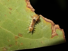 Limacodidae