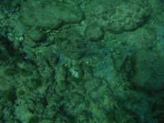 Halichoeres bivittatus