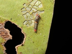 Orvasca subnotata