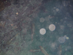 Neoniphon vexillarium
