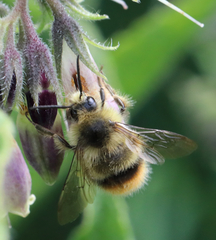 Bombus mixtus