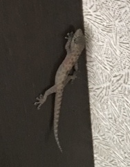 Hemidactylus murrayi