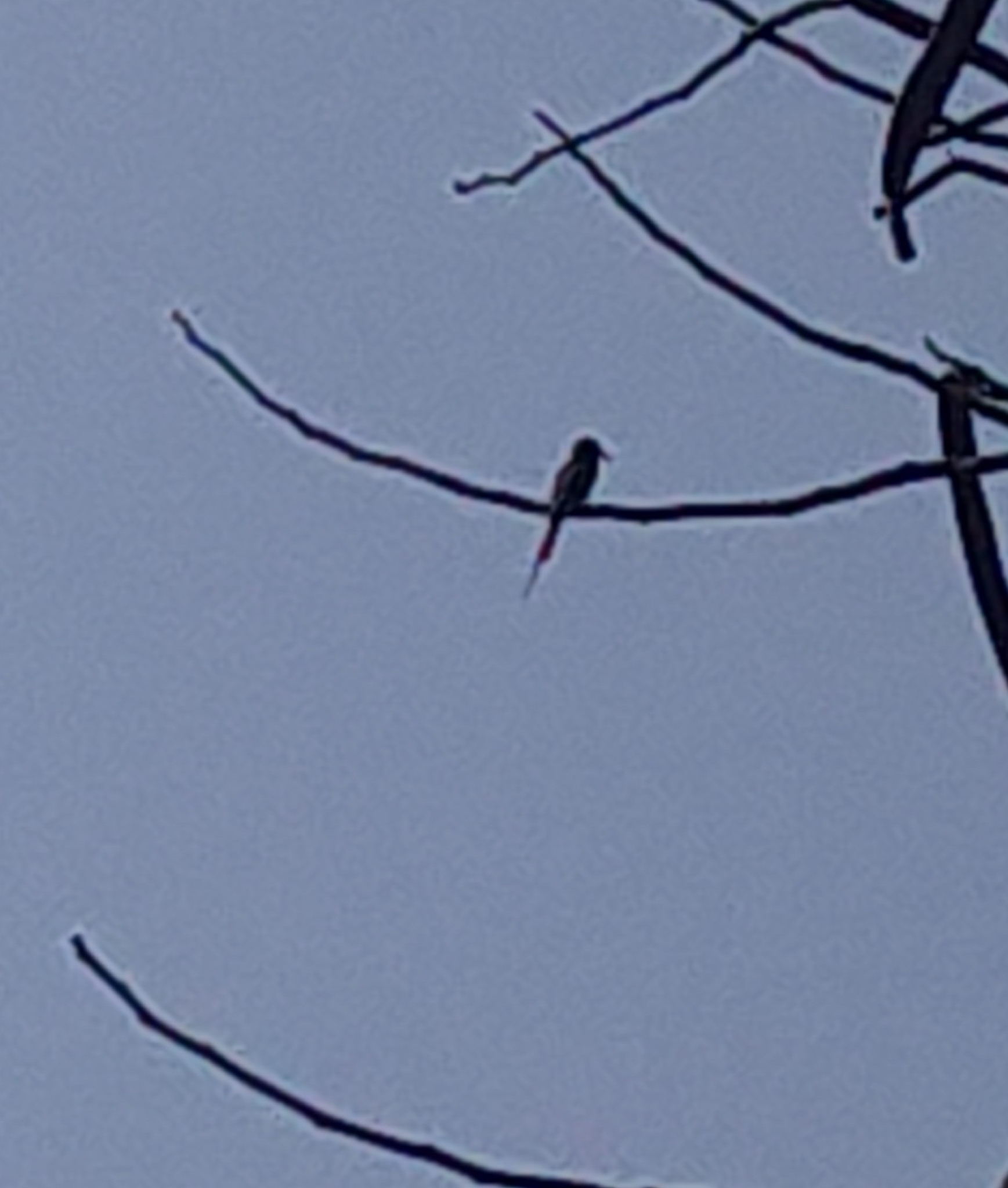 Asian Green Bee-eater