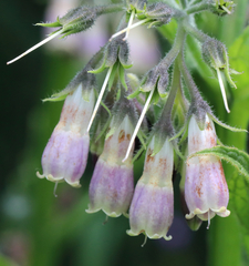 Bombus mixtus