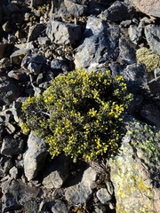 Helichrysum parvifolium