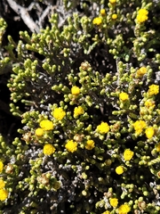 Helichrysum parvifolium