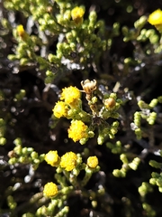 Helichrysum parvifolium