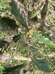 Quercus aliena