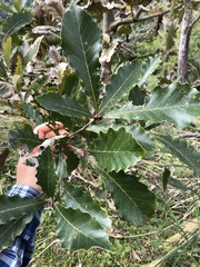 Quercus aliena