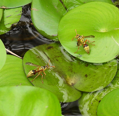 Ropalidia romandi