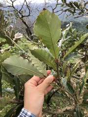 Quercus aliena