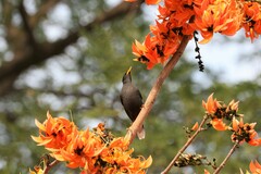 Acridotheres grandis