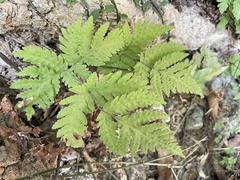 Tectaria devexa