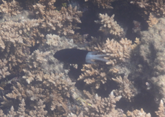 Acanthochromis polyacanthus