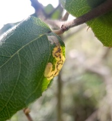Stigmella rhamnella