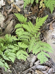 Tectaria devexa