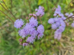 Ageratum houstonianum