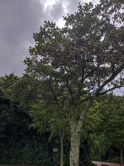 Dais cotinifolia