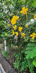 Caesalpinia pulcherrima