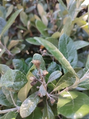 Brachylaena discolor