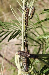 Jalmenus evagoras