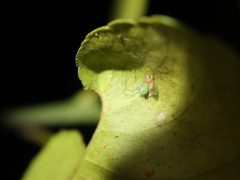 Chrysso lingchuanensis