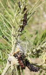 Jalmenus evagoras