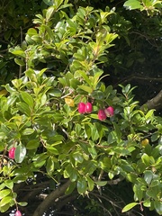 Syzygium paniculatum