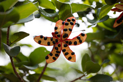 Sterculia shillinglawii