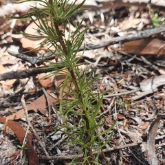 Hibbertia fasciculata