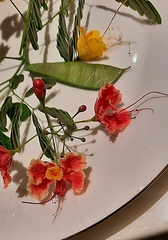 Caesalpinia pulcherrima