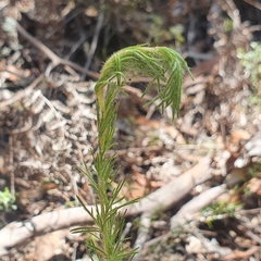 Hibbertia fasciculata