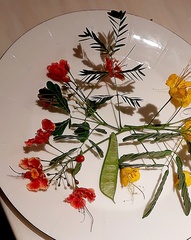 Caesalpinia pulcherrima