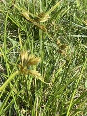 Cyperus polystachyos polystachyos