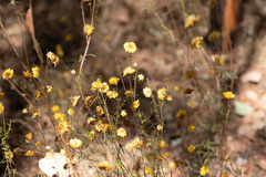 Xerochrysum viscosum