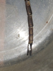 Gynacantha dravida