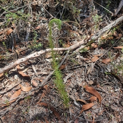 Hibbertia fasciculata