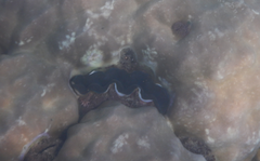 Tridacna crocea