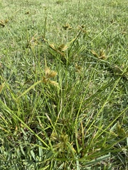 Cyperus polystachyos polystachyos